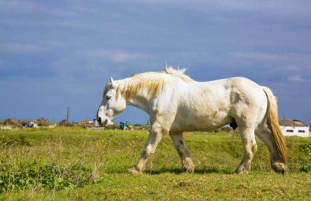 cheval percheron